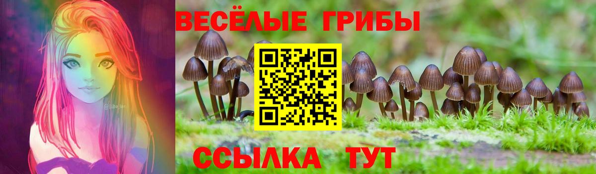 Псилоцибиновые грибы Psilocybe Каспийск
